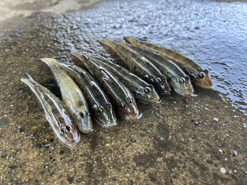 マハゼの釣果