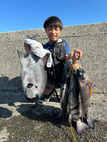 イシダイの釣果