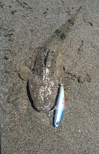 マゴチの釣果