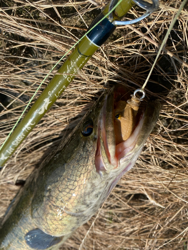 ライギョの釣果