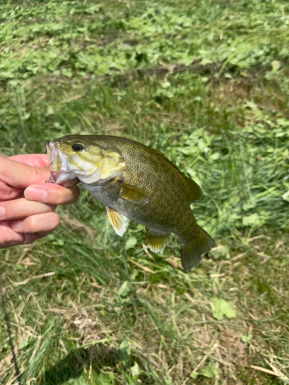 スモールマウスバス