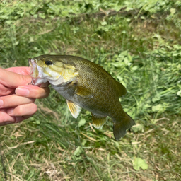 スモールマウスバス