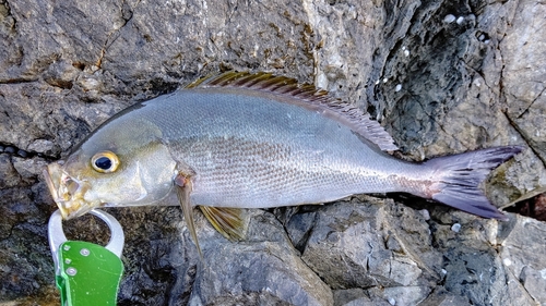 イサキの釣果