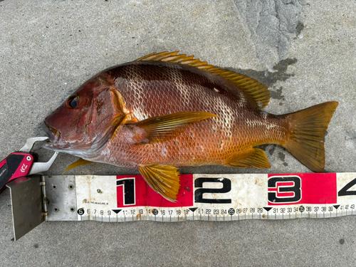 シブダイの釣果