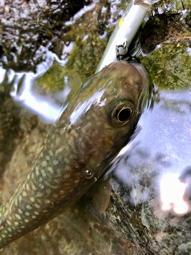 イワナの釣果