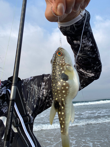 クサフグの釣果