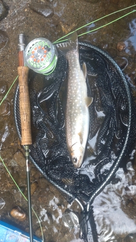 アメマスの釣果