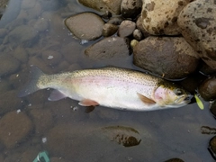 ニジマスの釣果