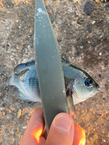 メジナの釣果