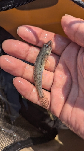 ハゼの釣果