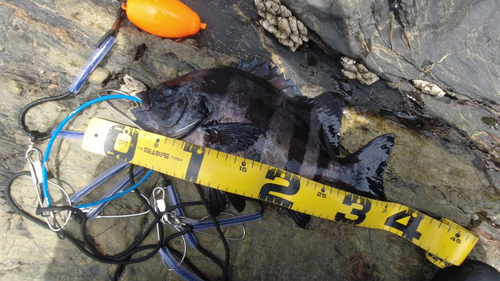 イシダイの釣果