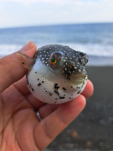 クサフグの釣果