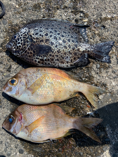 メイチダイの釣果