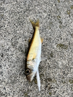 クロムツの釣果