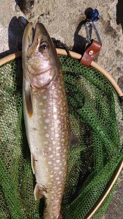 アメマスの釣果