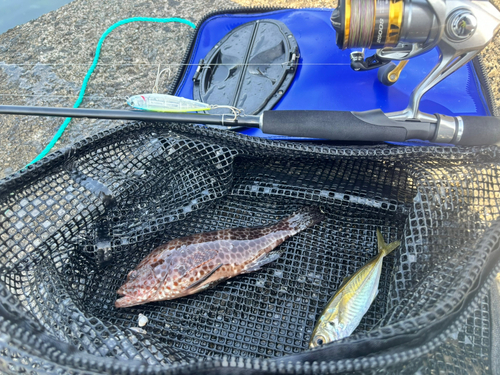 オオモンハタの釣果