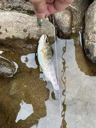 ヤマメの釣果