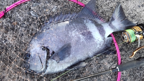 イシダイの釣果