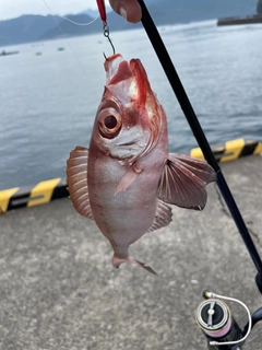 ホウセキキントキの釣果