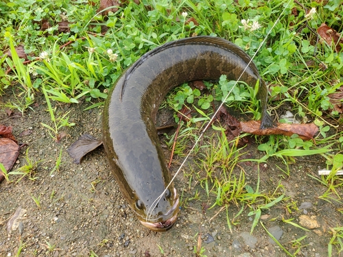 ライギョの釣果