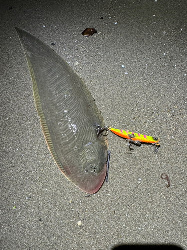 シタビラメの釣果