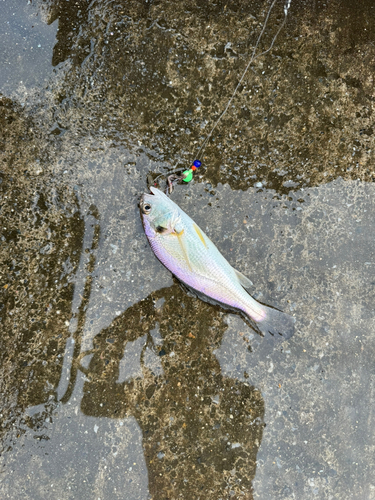 イシモチの釣果