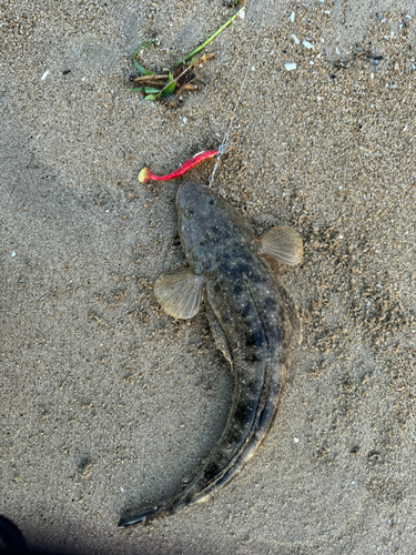 マゴチの釣果