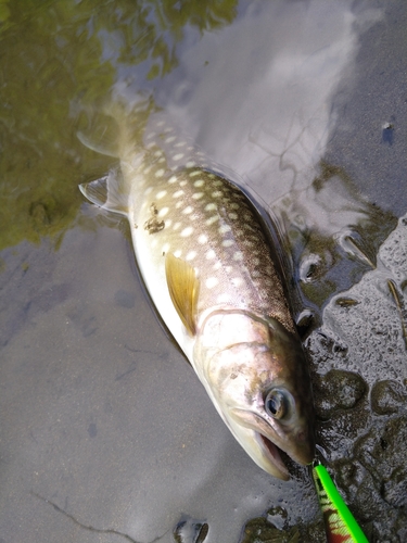 トラウトの釣果