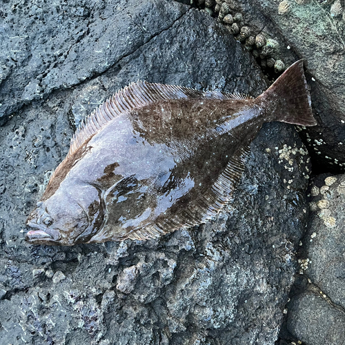 ヒラメの釣果