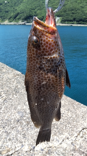 オオモンハタの釣果