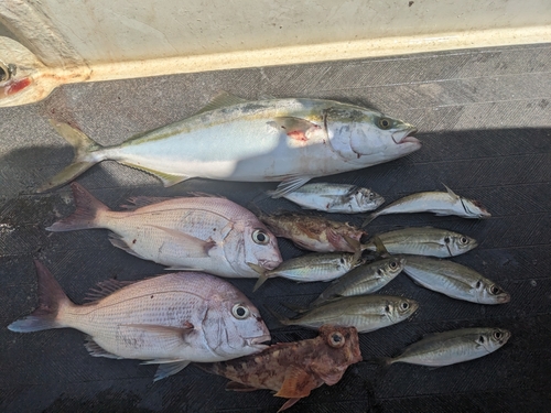 マダイの釣果