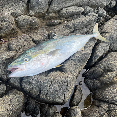 ワラサの釣果