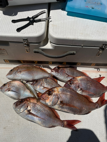 マダイの釣果