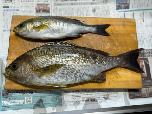 イサキの釣果