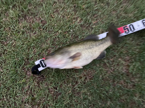 ブラックバスの釣果