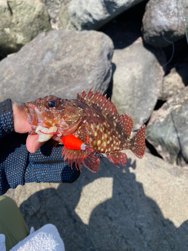 カサゴの釣果