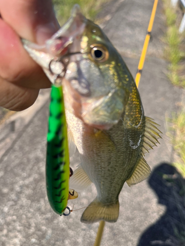 ラージマウスバスの釣果