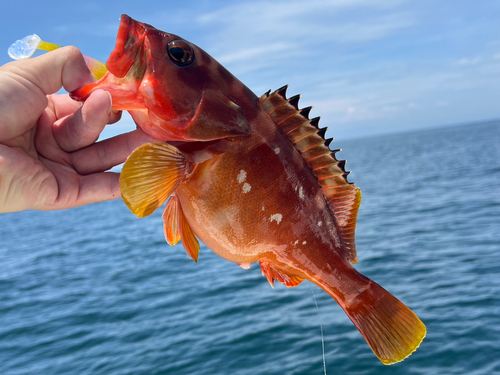 アカハタの釣果