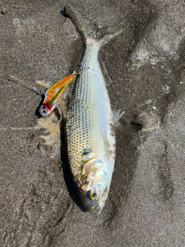 コノシロの釣果