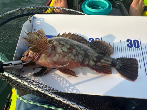 カサゴの釣果