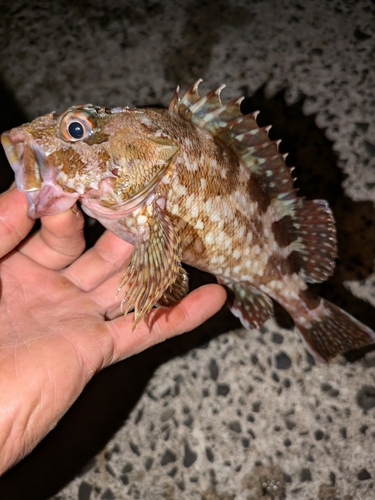 カサゴの釣果