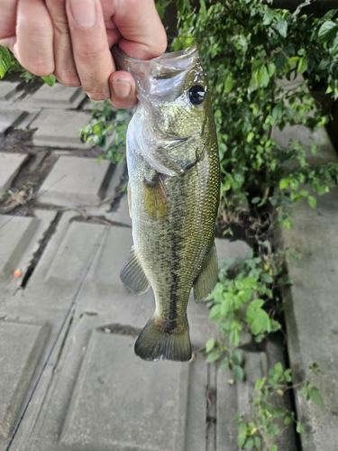 ブラックバスの釣果