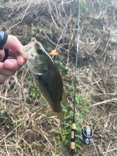 ラージマウスバスの釣果