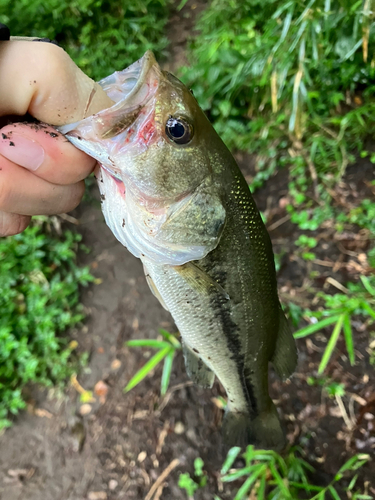 ブラックバスの釣果