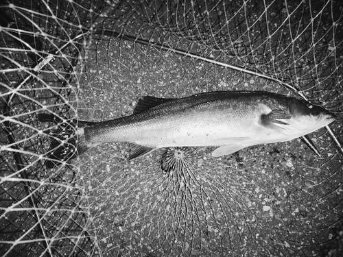 フッコ（マルスズキ）の釣果