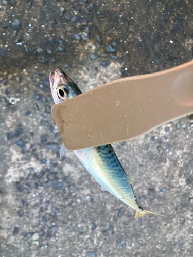 サバの釣果