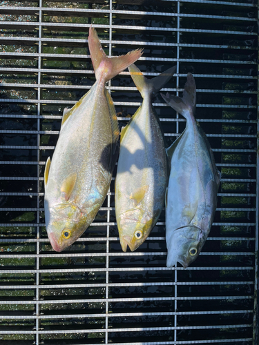 ショゴの釣果