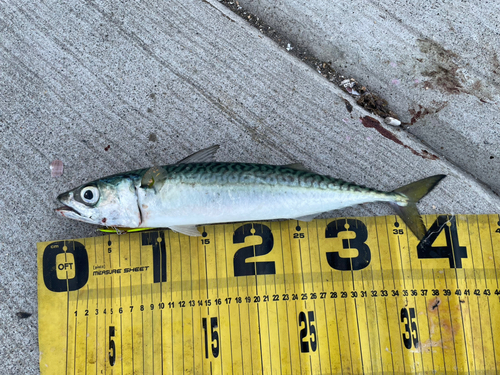 サバの釣果