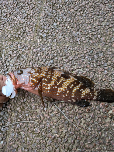 キジハタの釣果