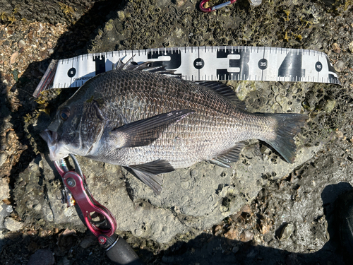 チヌの釣果